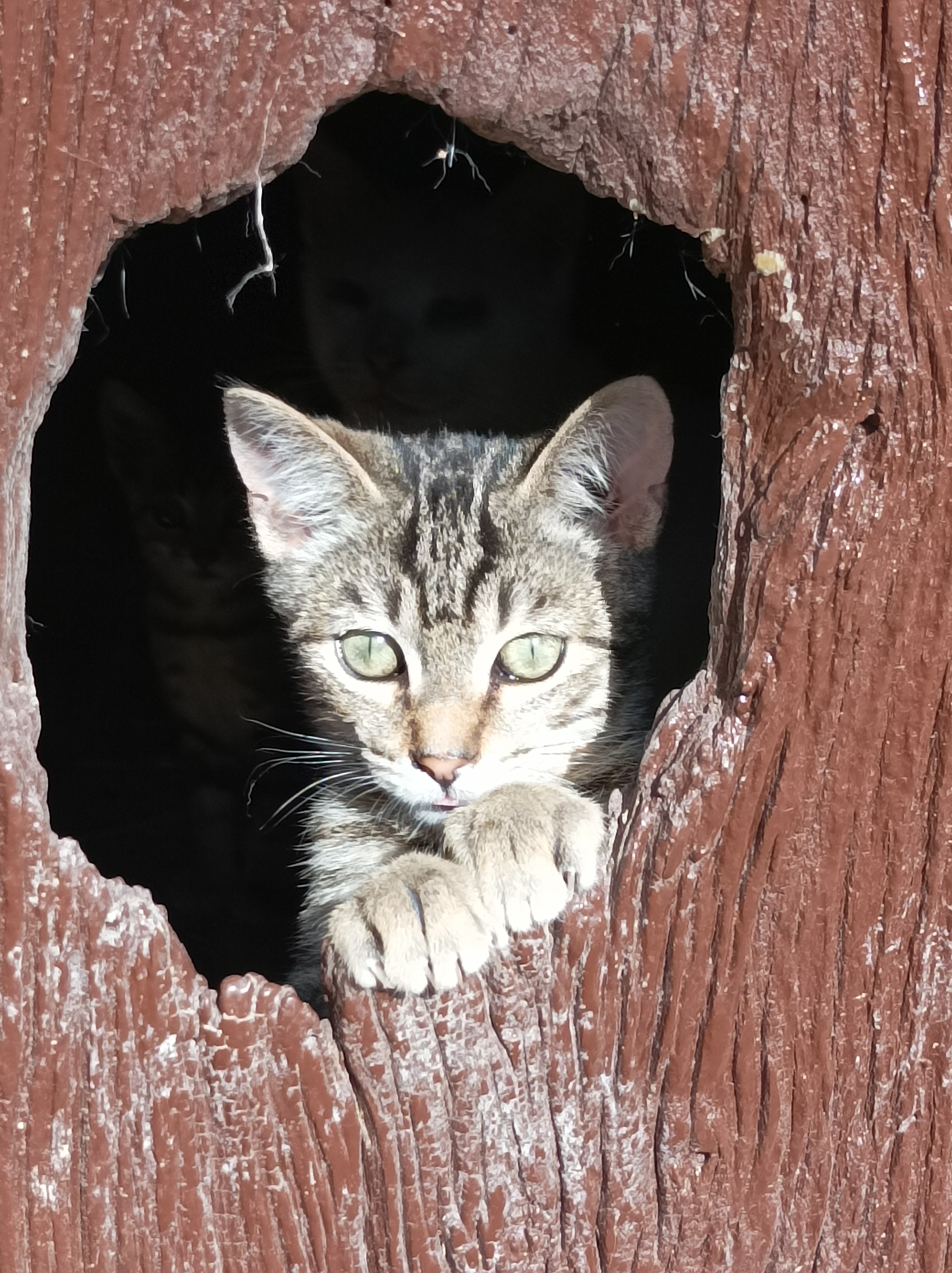 Gatos rurales